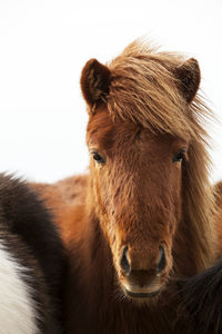 Portrait of an icelandic pony with a brown mane in a herd