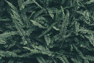 Green fern leaf, dark nature background