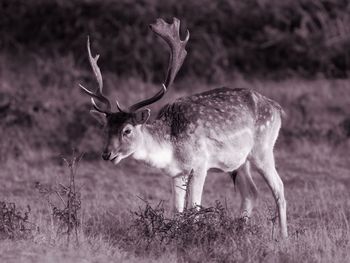 Deer in farm