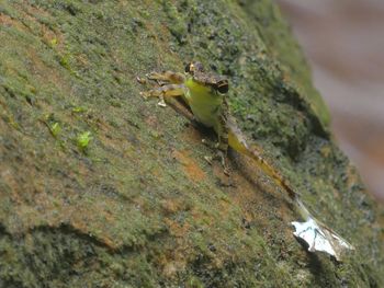 High angle view of insect on rock