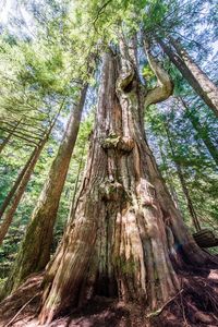 Low angle view of trees in forest