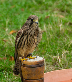 Close-up of bird perching on a field