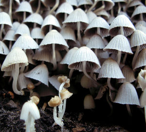 Close-up of mushrooms growing in forest