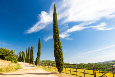 Panoramic view of road amidst trees against sky