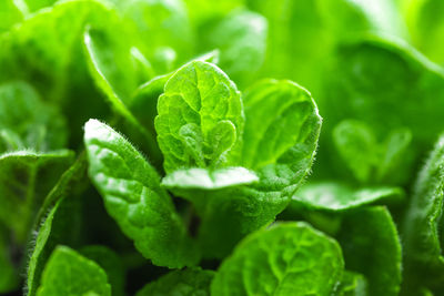 Close-up of raindrops on leaves