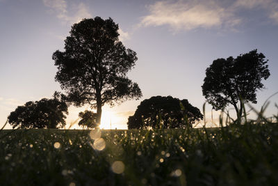 Trees on field against sky during sunset