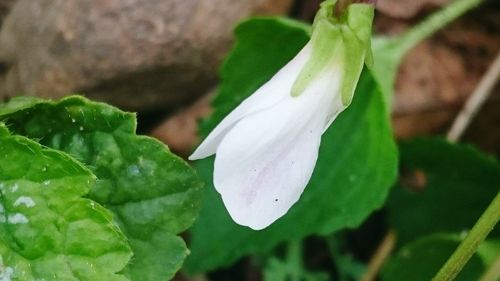 Close-up of white flowers