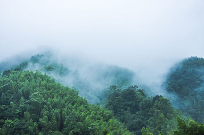 Trees in forest against sky