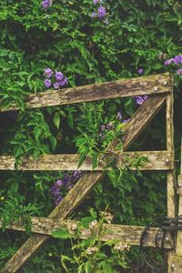 Close-up of purple flowering plants by wooden fence