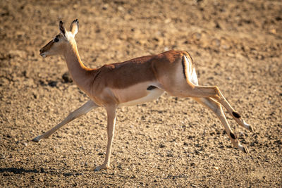 Female common impala stretches legs while running