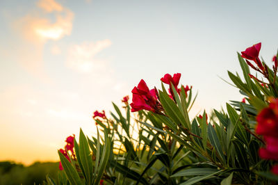 Close-up of red flowers blooming against sky
