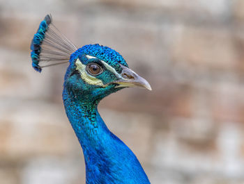 Close-up of peacock