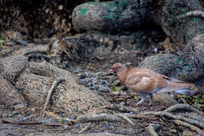 Close-up of bird perching on rock