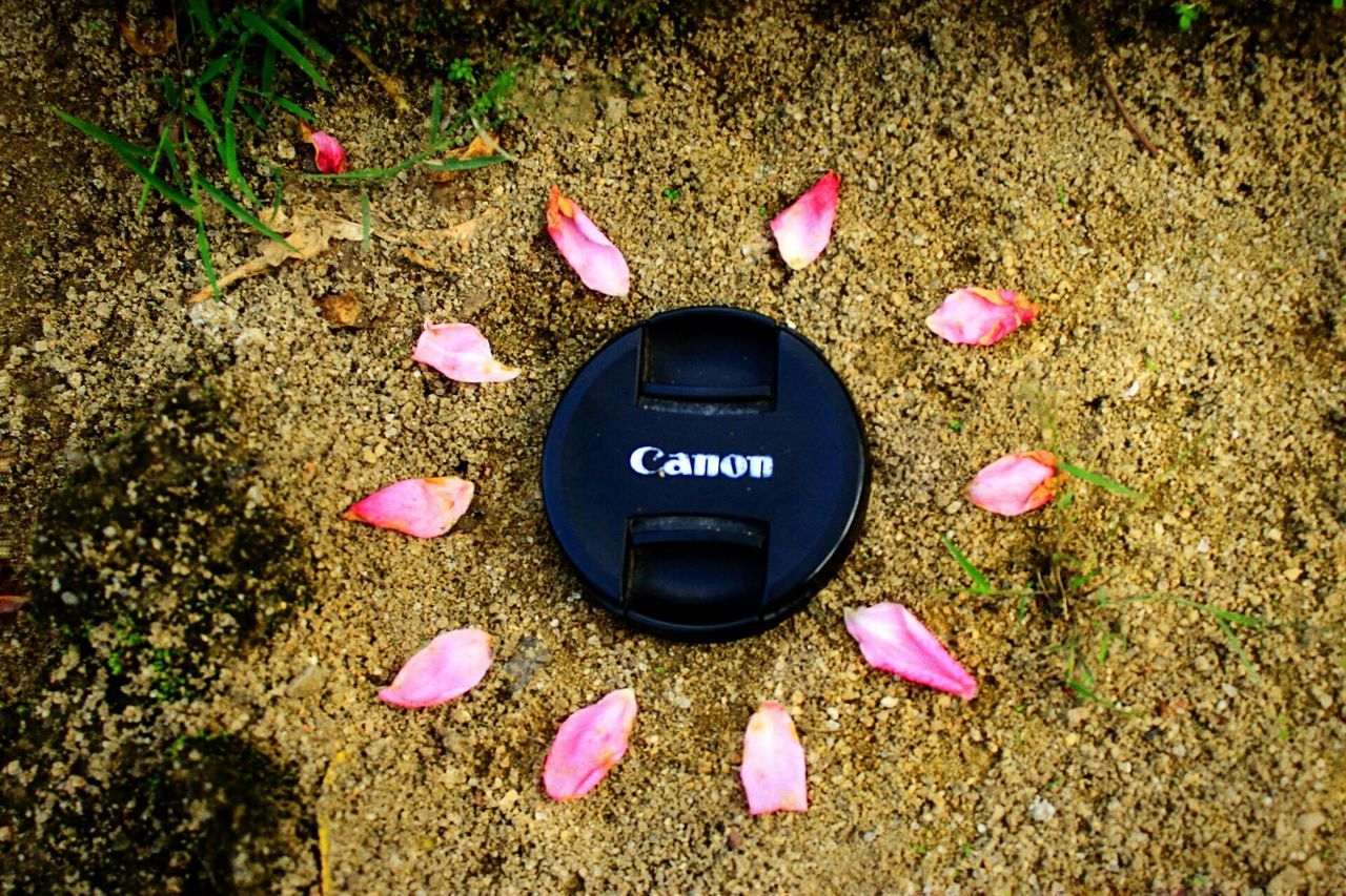 pink color, no people, black color, close-up, day, flower, outdoors, nature