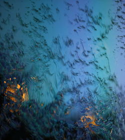 Close-up of jellyfish swimming in water