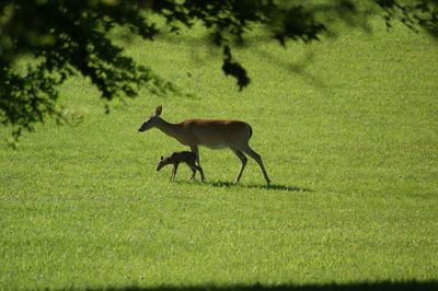 Horse running on grassy field