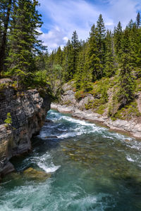 Scenic view of river flowing through forest