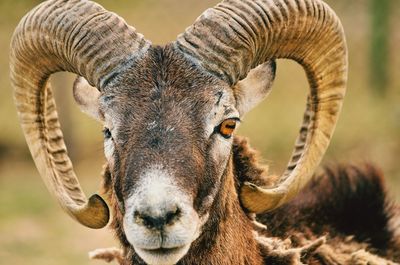 Close-up portrait of a goat