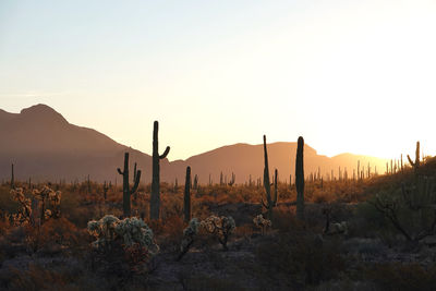 Scenic view of saguaro cacti and desert against sky and mountains during sunrise