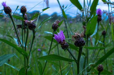 Close-up of purple flowers