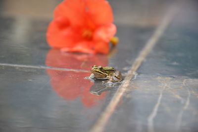 Close-up of a frog in front of a red flower on a rainy ground