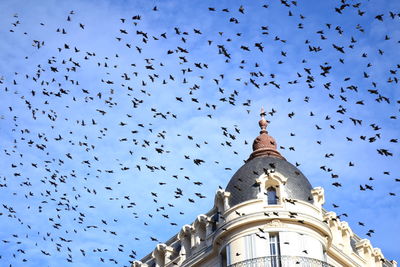 Low angle view of birds flying against sky