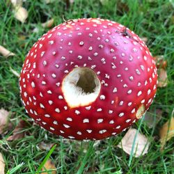 Close-up of fly agaric mushroom on field