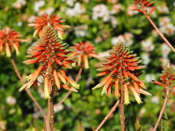 Close-up of red flowering plant