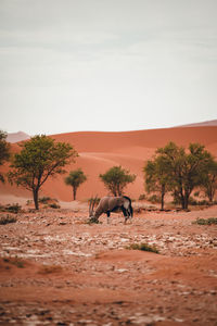 Oryx in sand dunes