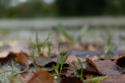 Close-up of dry leaves on land