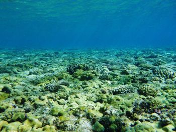 Scenic view of sea and coral