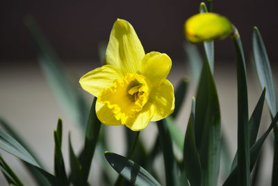 Close-up of yellow flowering plant