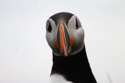 Close-up of puffin