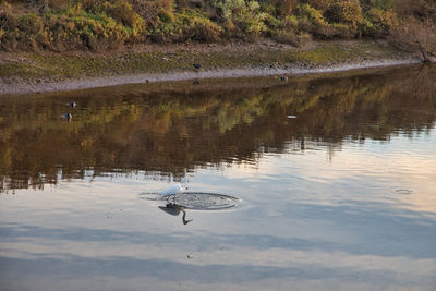 View of birds in lake