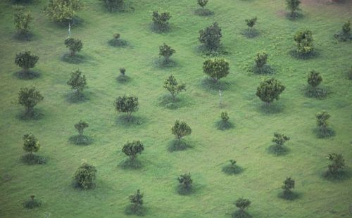 High angle view of sheep