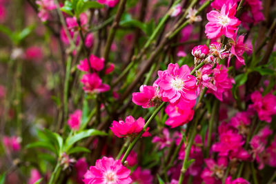 Close-up of pink flowers