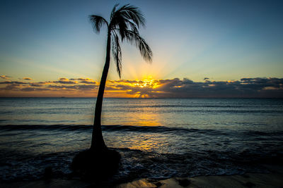 Silhouette palm tree on beach against sky during sunset