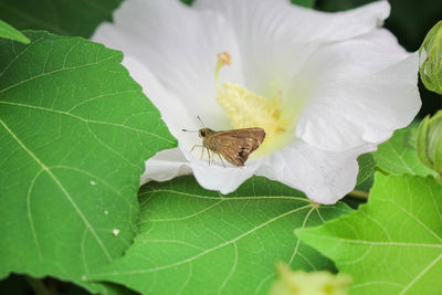 White flower and beauty butterflly,butterflly on white flower background image