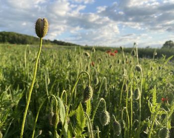 Scenic view of flowering plants on field against sky