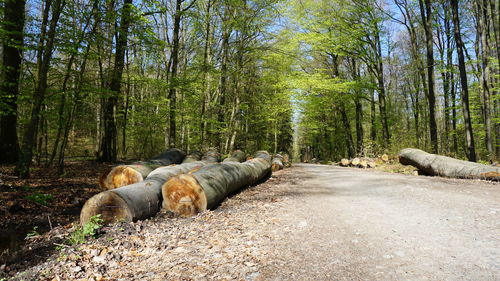 View of dead plants in forest