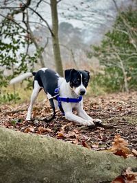 Portrait of dog on field