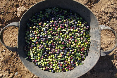 High angle view of berries in container