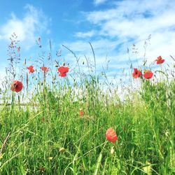 Red poppy flowers in field