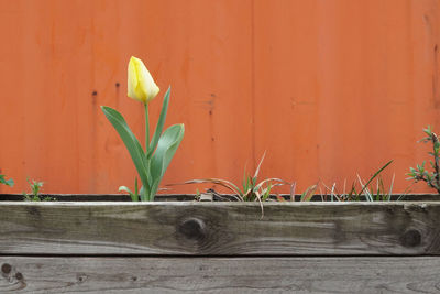 Close-up of potted plant against orange wall