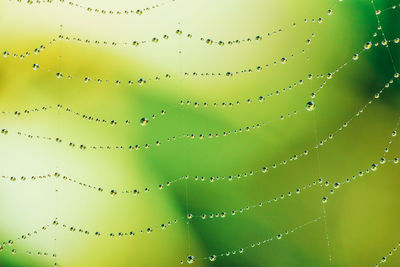 Close-up of wet spider web