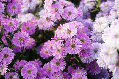 Close-up of purple flowering plants