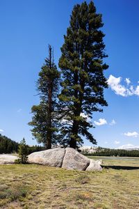 Tree on field against blue sky