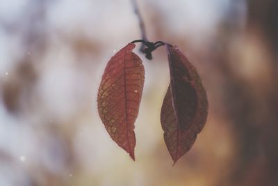 Close-up of dry leaves on plant