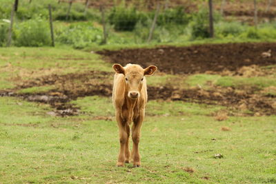 Portrait of a horse on field