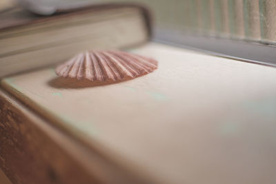 Close up of seashell and book by window